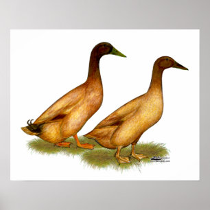 Ducks:  Khaki Campbell Poster