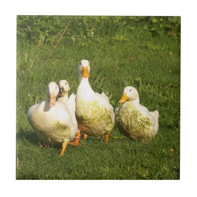 ducks, live, meadow, animal, farm, country life, ceramic tile (Front)