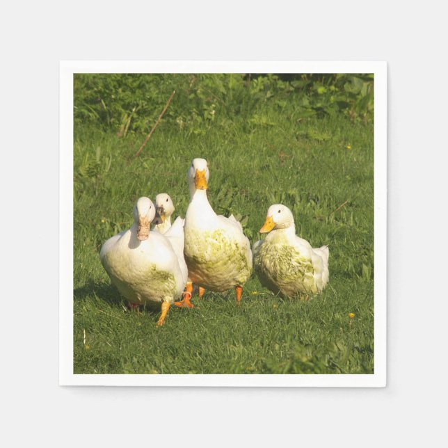 ducks, live, meadow, animal, farm, country life, napkin (Front)