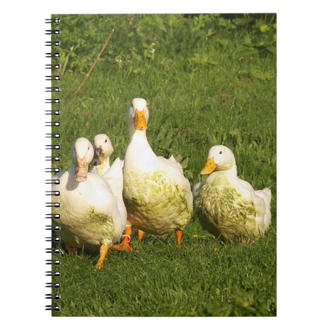 ducks, live, meadow, animal, farm, country life, notebook (Front)