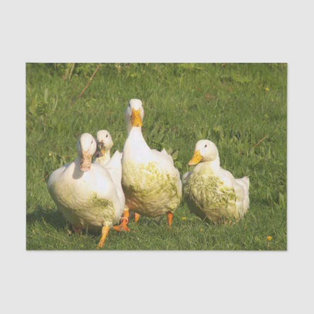 ducks, live, meadow, animal, farm, country life, tissue paper (Front)