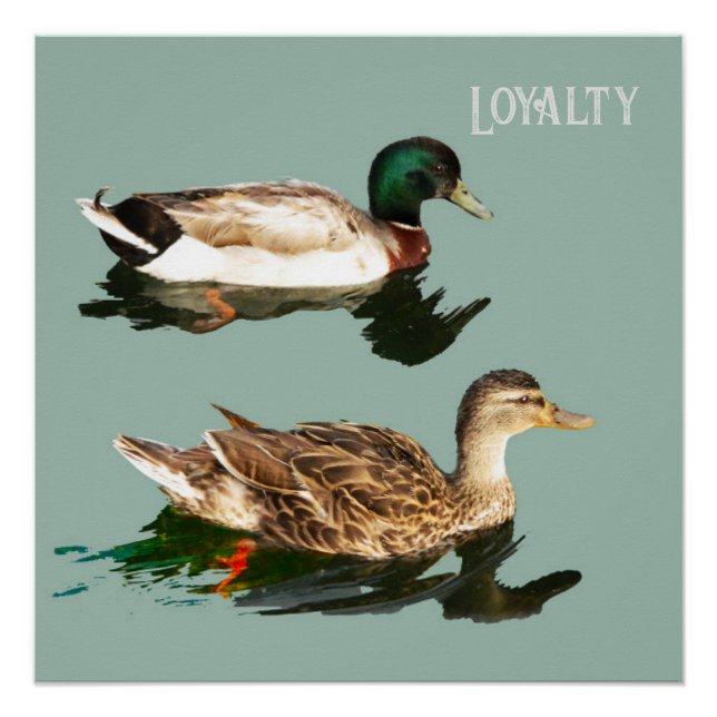 Ducks loyalty poster (Front)