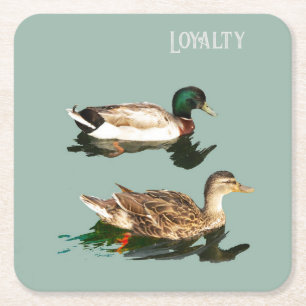 Ducks. Loyalty Square Paper Coaster