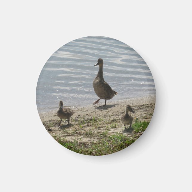 Ducks Magnet (Front)