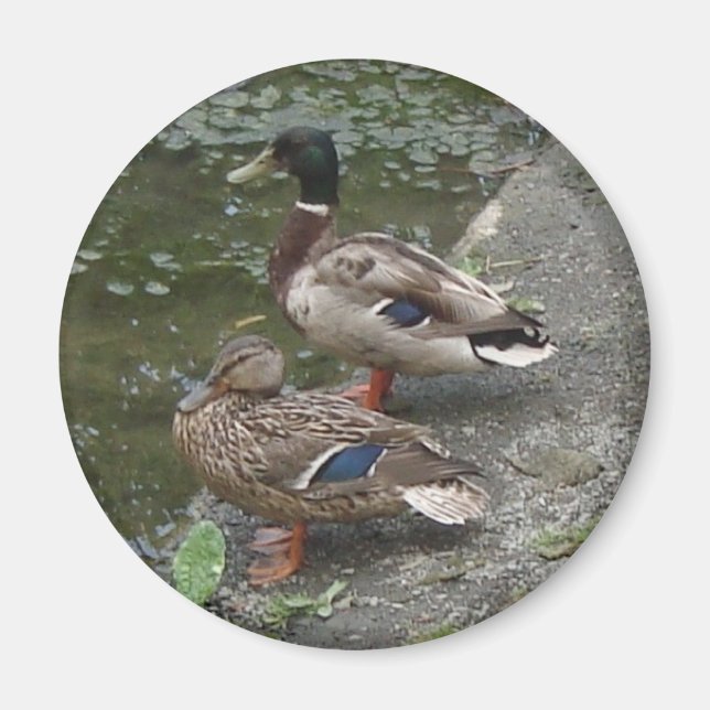 Ducks Magnet (Front)