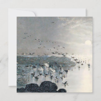 Ducks, Mallards and Swans on the lake at sunset