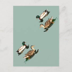Ducks mallards holiday postcard