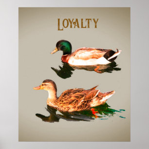 Ducks mallards. Loyalty Poster