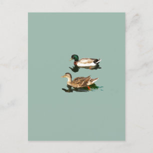 Ducks mallards postcard