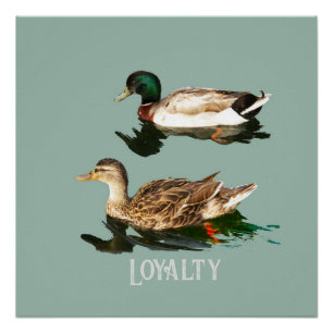 Ducks mallards poster