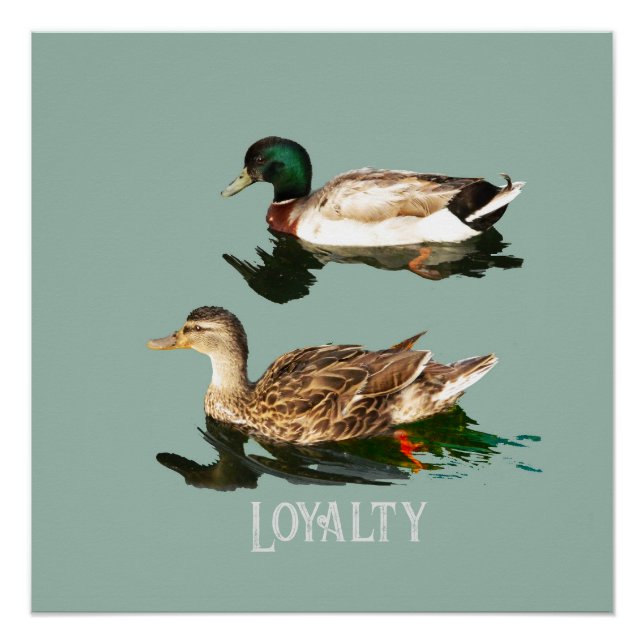 Ducks mallards poster (Front)