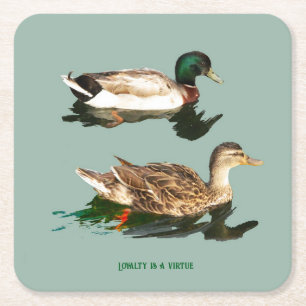Ducks mallards square paper coaster