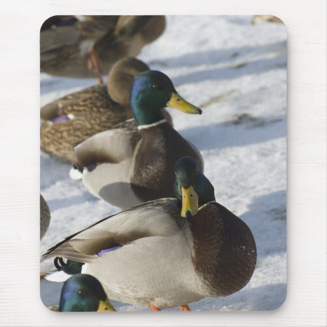 Ducks Mouse Pad (Front)