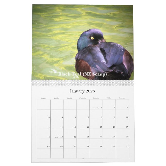 Ducks of New Zealand Calendar (Jan 2026)