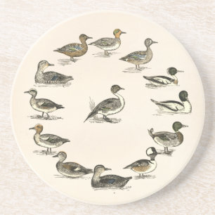 Ducks of North America Illustrations Coaster