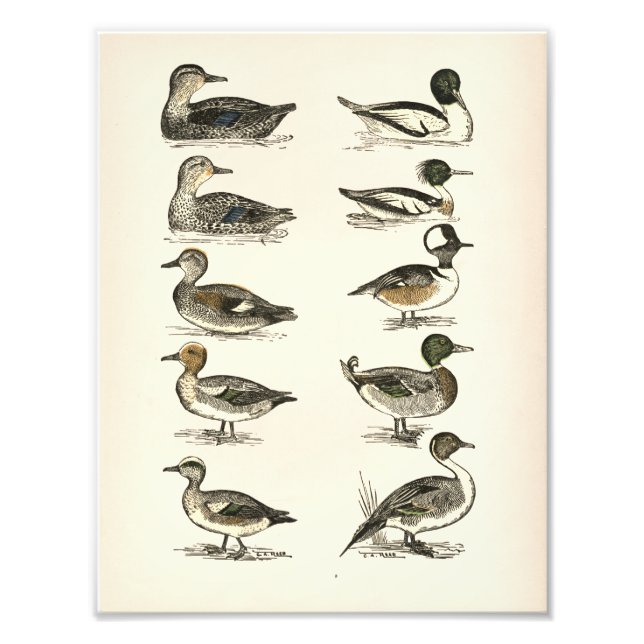 Ducks of North America Illustrations Photo Print (Front)