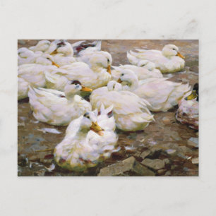Ducks on a pond postcard
