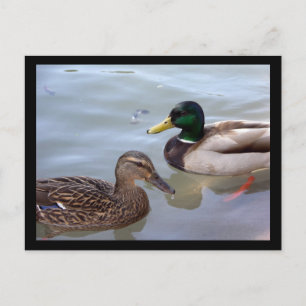 Ducks on a Pond Postcard
