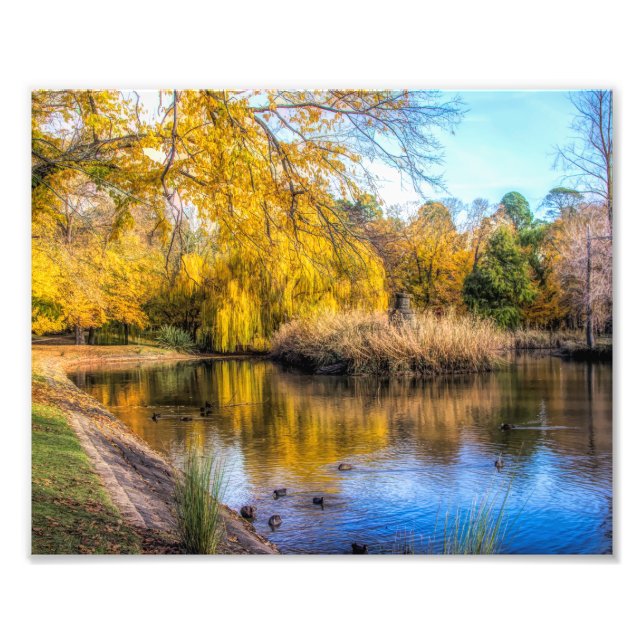 Ducks on Autumn pond Photo Print (Front)