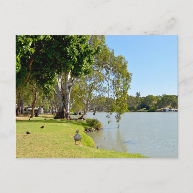 Ducks On The River Murray Australia, Postcard (Front)