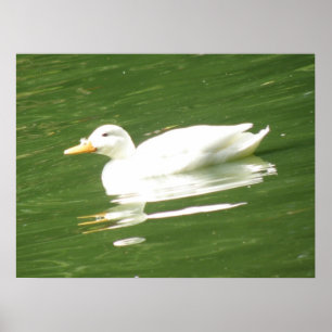 Ducks on the water Print