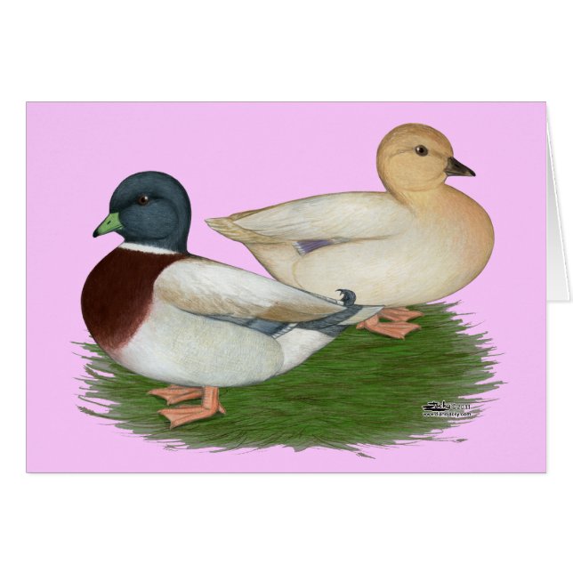 Ducks:  Pastel Calls (Front Horizontal)