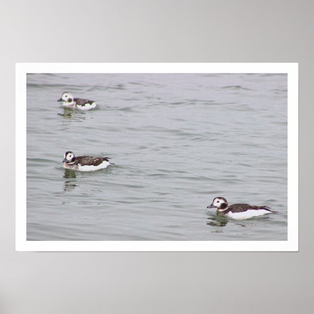 Ducks Photo Poster (Front)