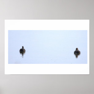 Ducks Photo Poster