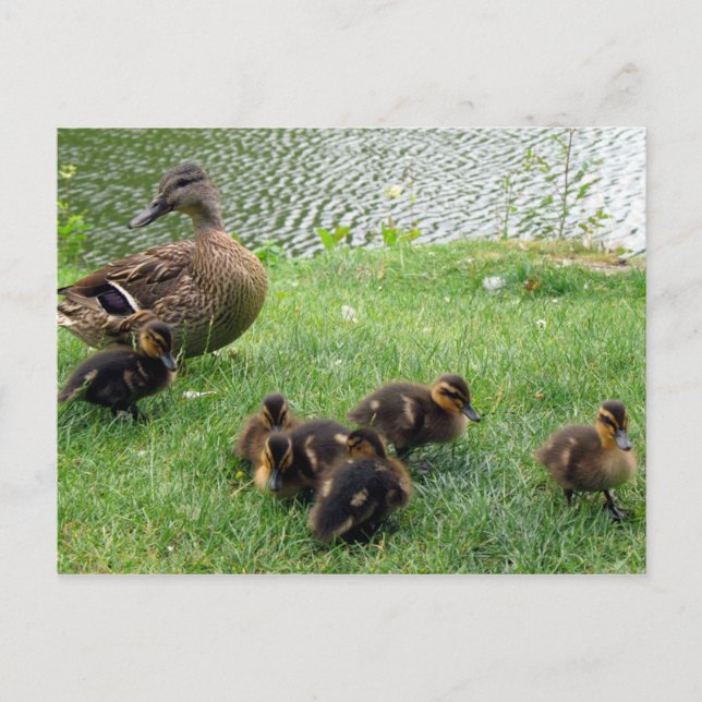 Ducks Postcard (Front)