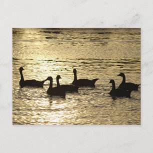 ducks postcard