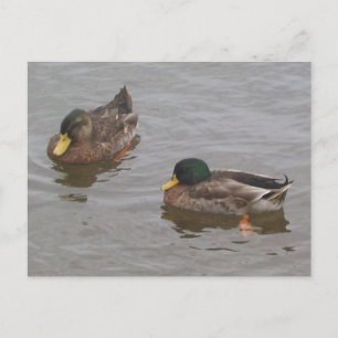 Ducks Postcard