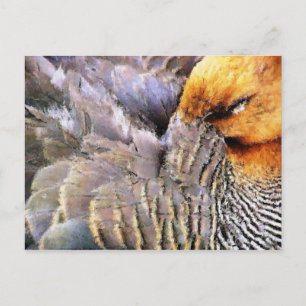 DUCKS POSTCARD