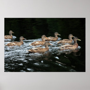 Ducks Poster