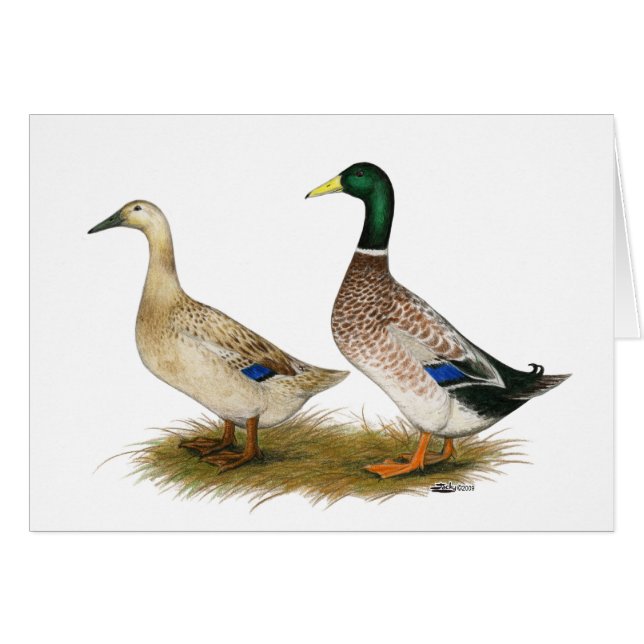 Ducks:  Silver Welsh Harlequin (Front Horizontal)