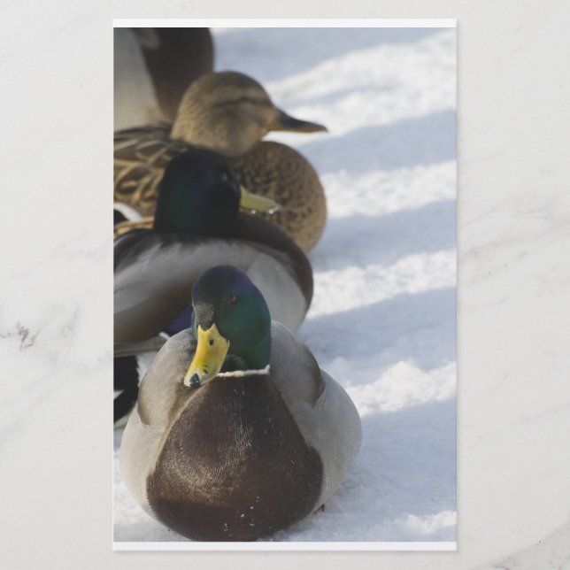 Ducks Stationery (Front)