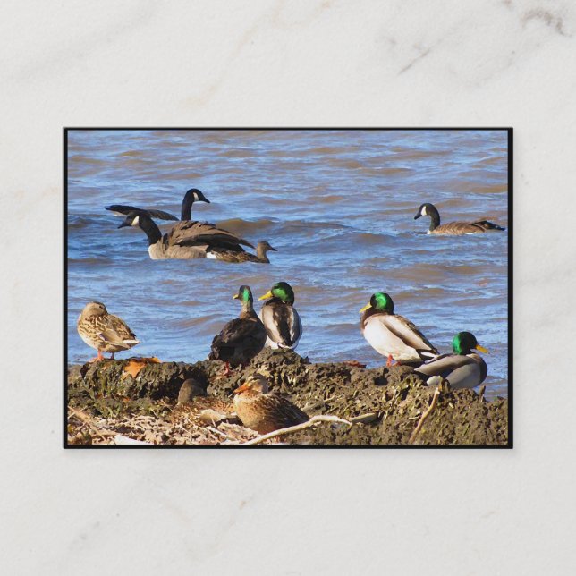 Ducks Watching Geese ATC Business Card (Front)