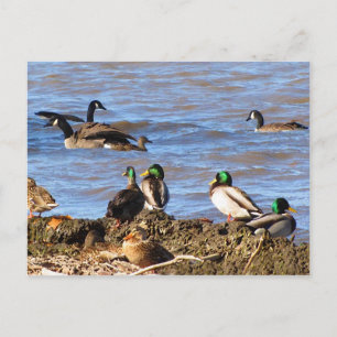 Ducks Watching Geese Postcard