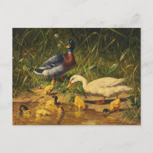 Ducks with Young at the Water by Carl Jutz Postcard