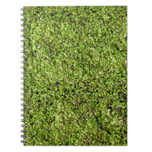duckweed-377535  duckweed water lens aquatic plant