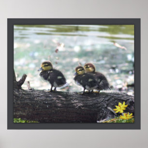 Ducky Print -24x20 -other sizes available