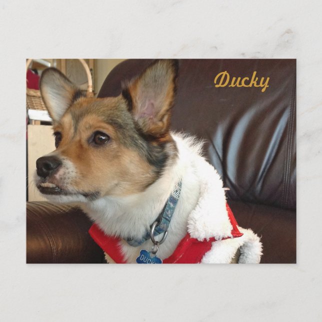 Ducky the Dog Postcard (Front)