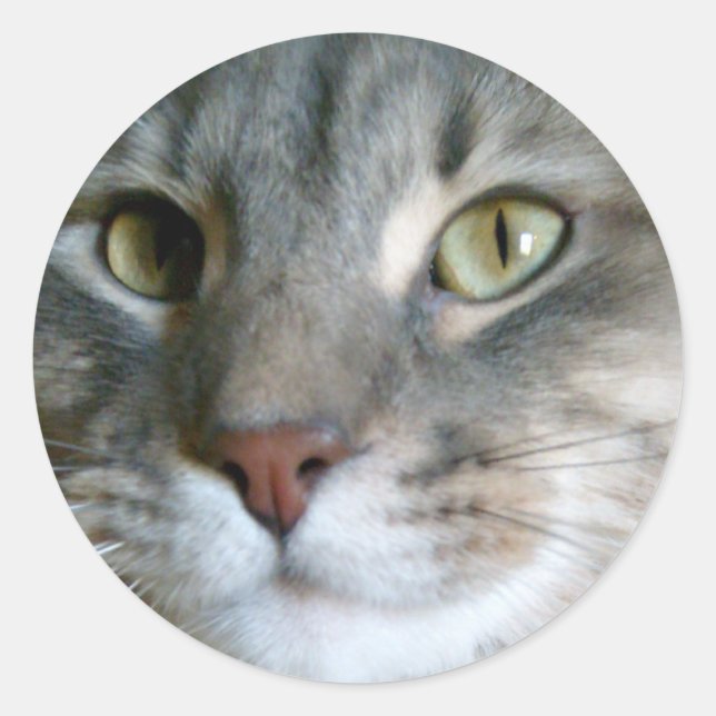 dude cat Stickers (Front)