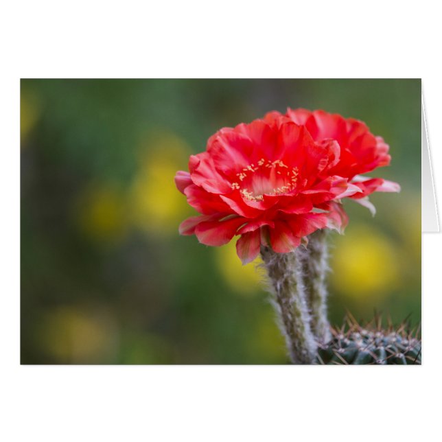 Duet of Firelight cactus flower (Front Horizontal)