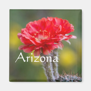 Duet of Firelight cactus flower, Arizona Magnet