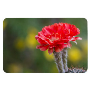 Duet of Firelight cactus flower Magnet