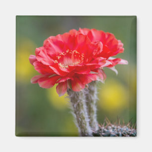 Duet of firelight magnet