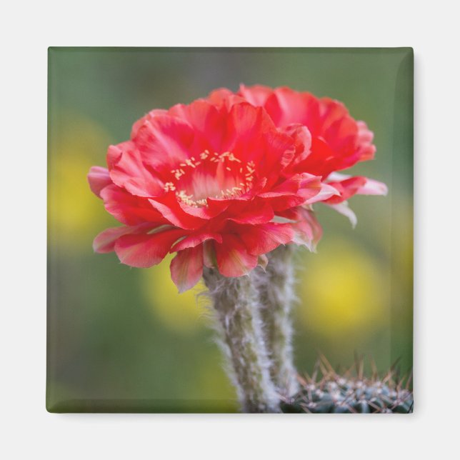 Duet of firelight magnet (Front)