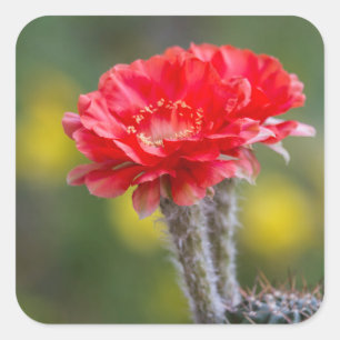 duet of Firelight Square Sticker
