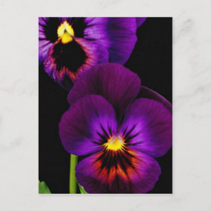 Duet of purple pansies, Washington State flowers Postcard