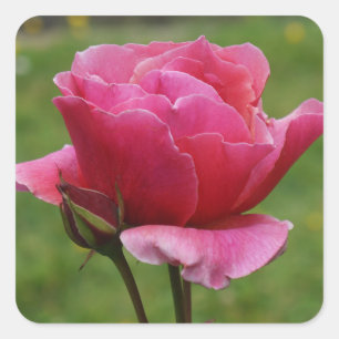 Duet Rose #1 Stickers